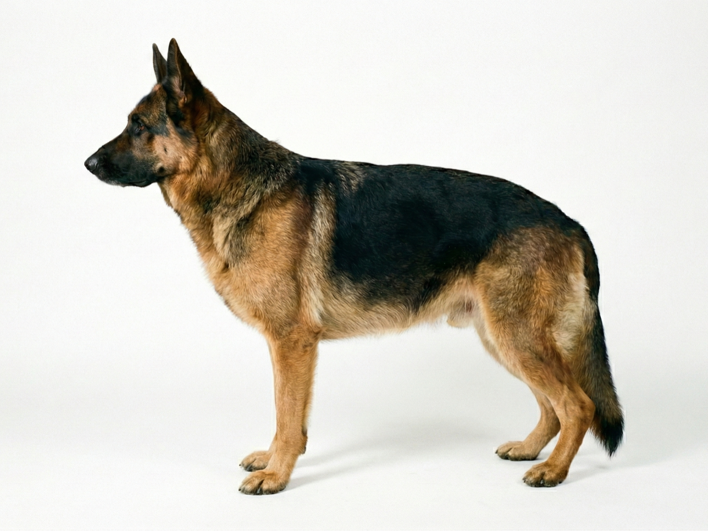 German Shepard