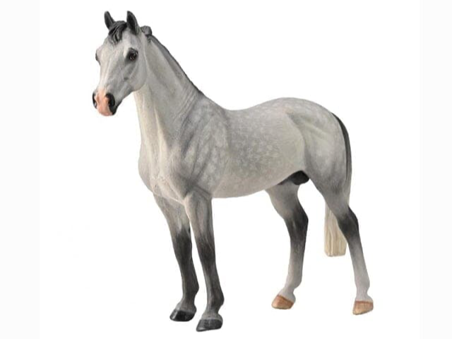 Hanoverian Stallion