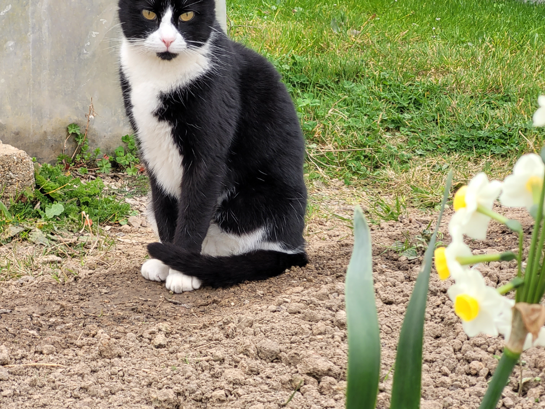 chat asie
