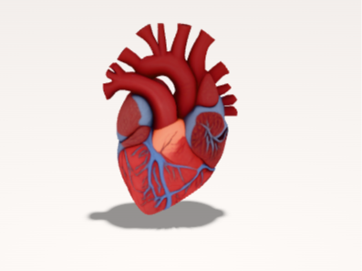 human heart