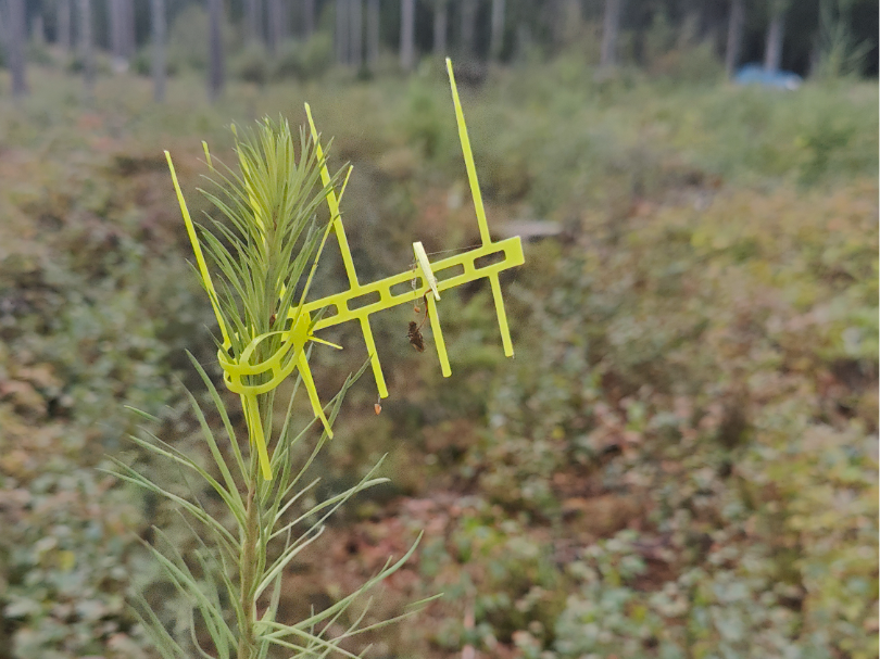 Tree protection / Plantskydd