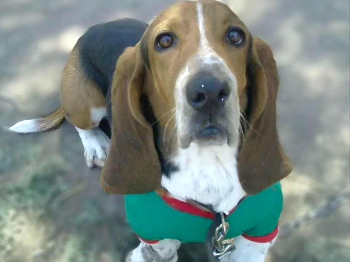 basset hound