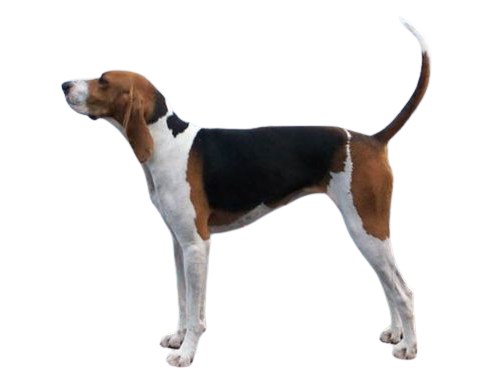 walker hound