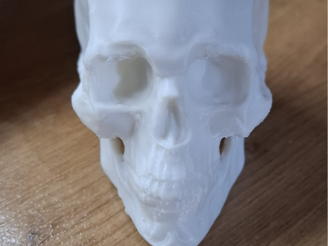 Human Scull