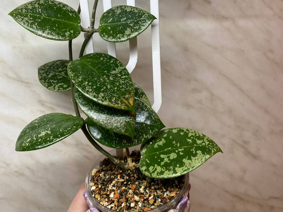 Support for plants