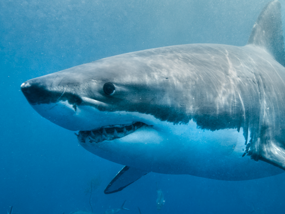 Great White Shark