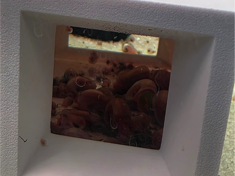 Fish safe snail trap