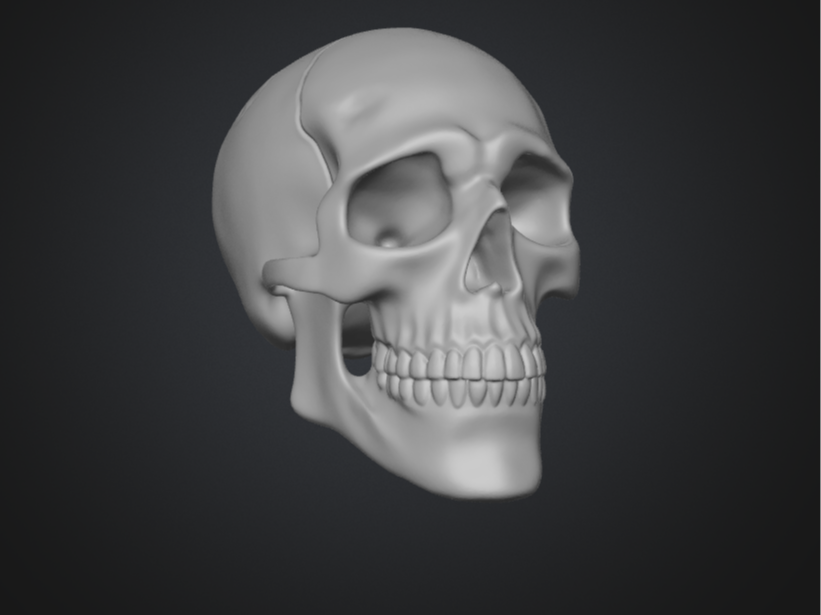 Ultra-Detailed Human Skull