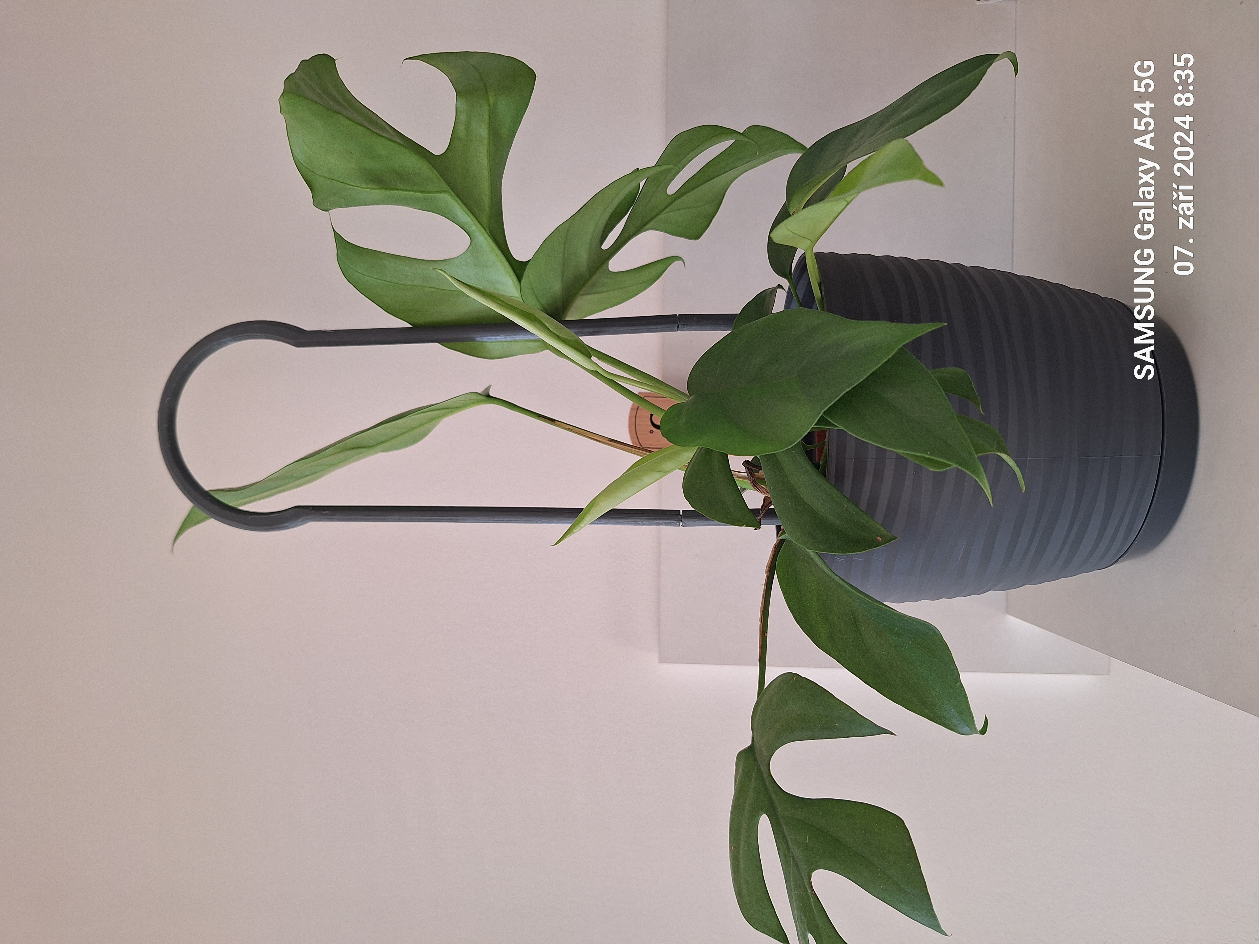 A rod to support the growth of the flower