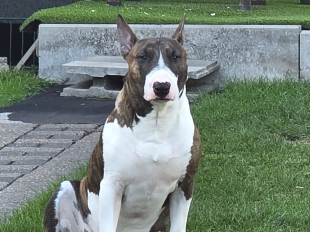 Bullterrier