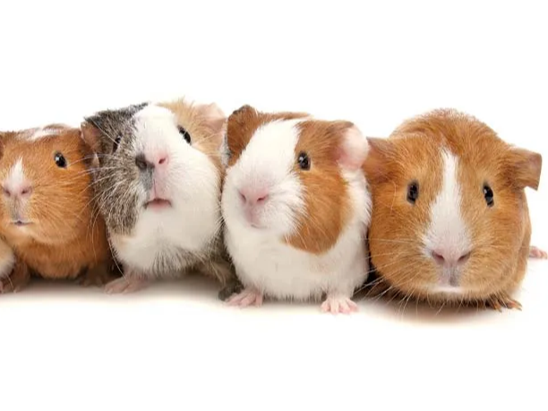 Guinea Pig Flexi