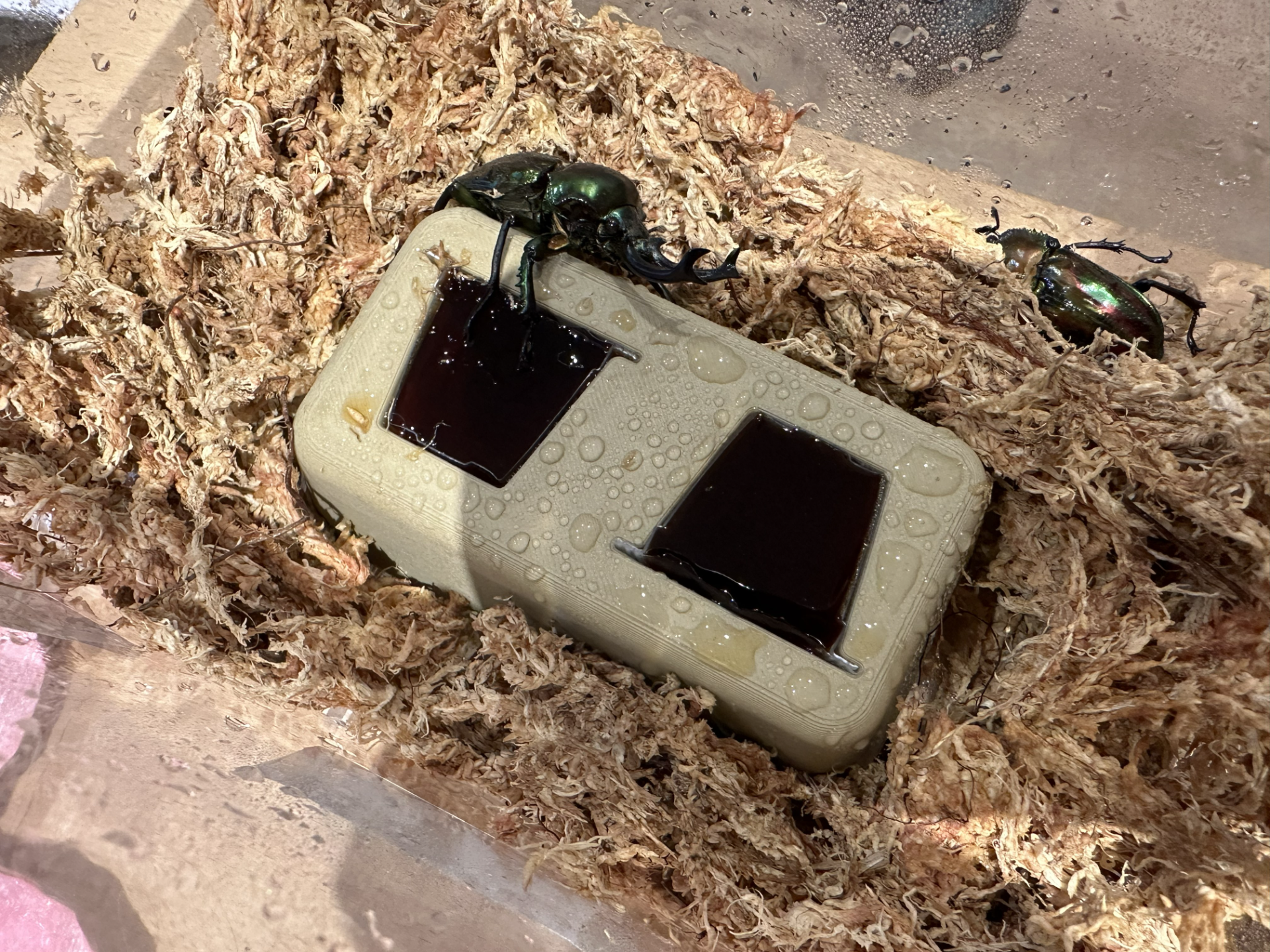 甲蟲專用：1/2 切半果凍穩固底座Beetle Feeder: for Half  Jellies