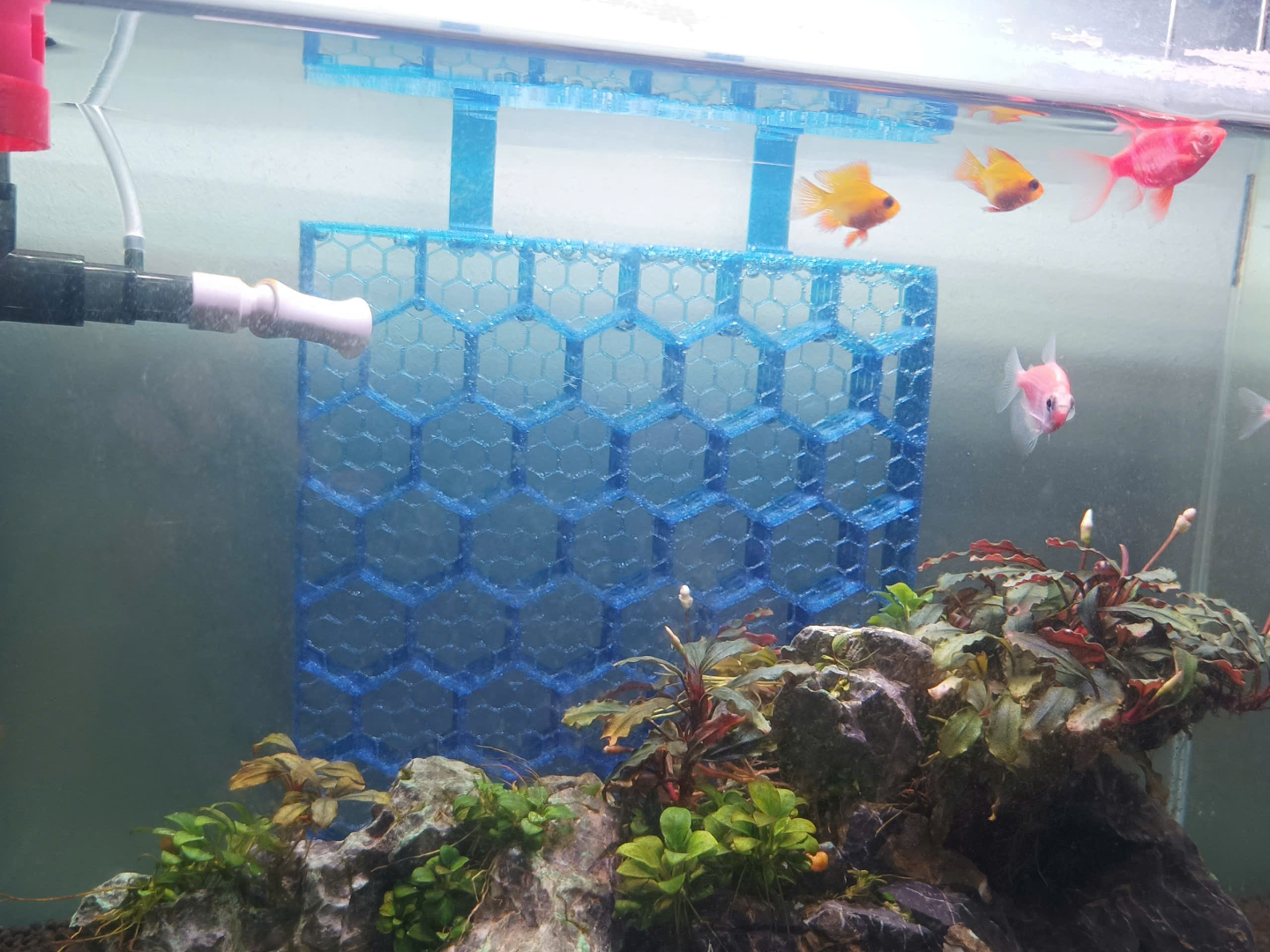 Shrimp Shelter