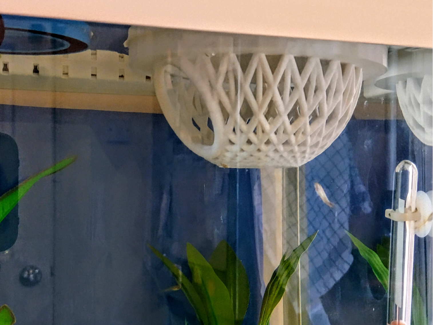 Betta dome / nest