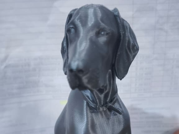 Weimaraner