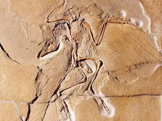 Archaeopteryx lithophane