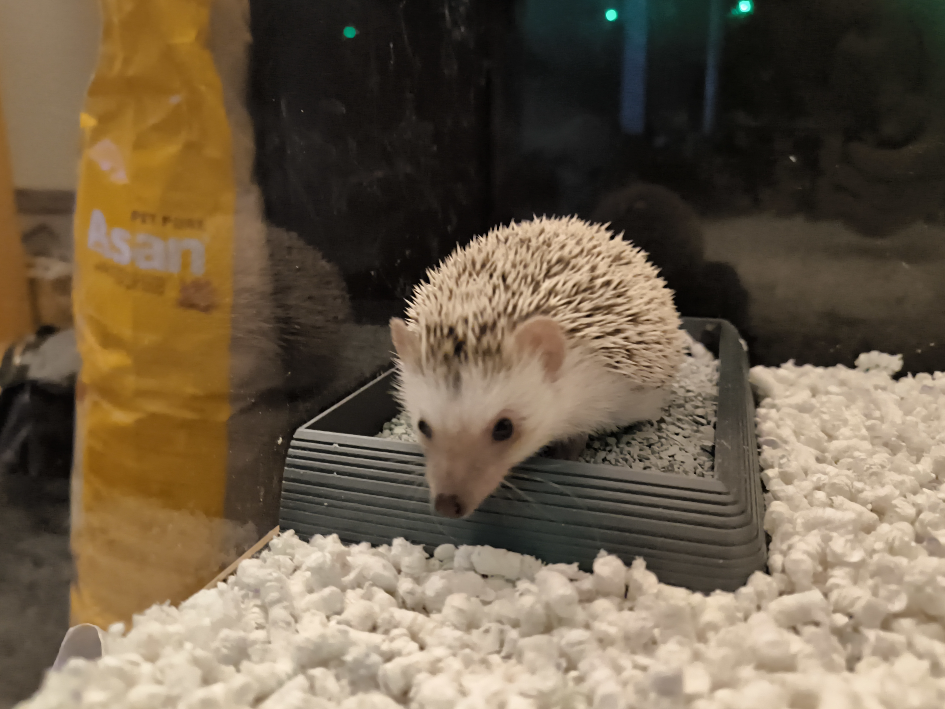 Hedgehog Corner Wellness Bath & Litter Box