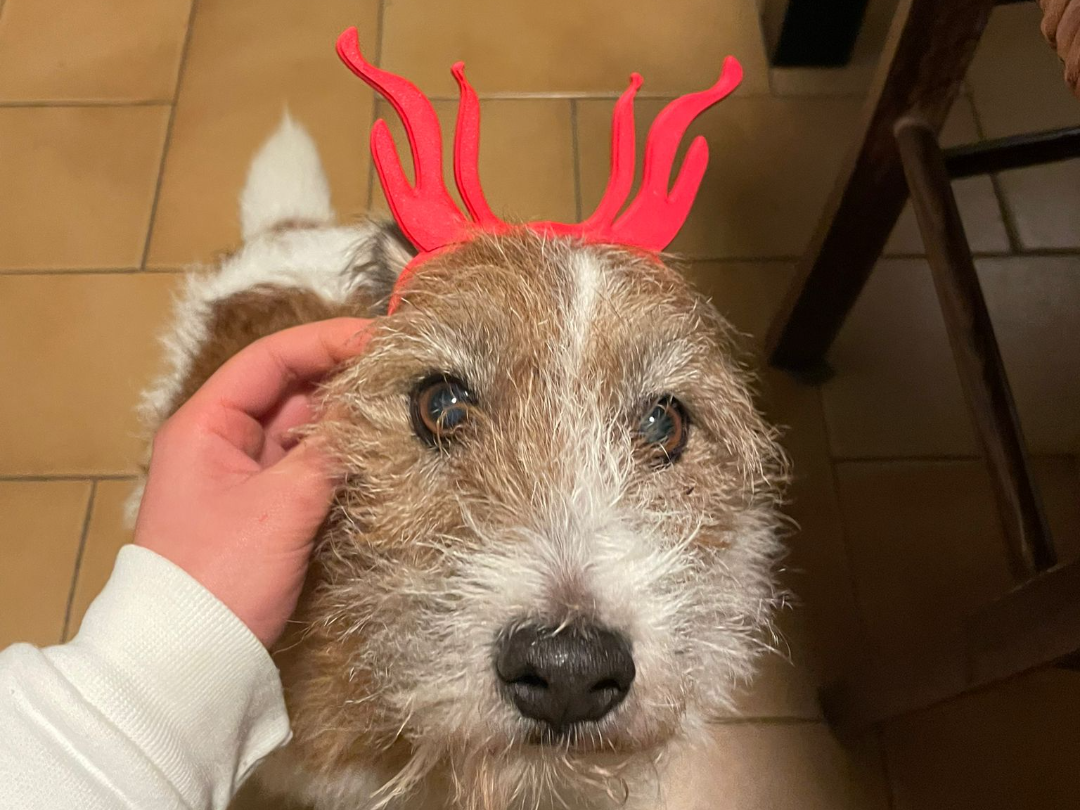 reindeer antlers headband for jack russells