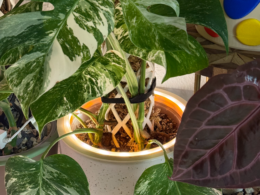 LED Ring for Plant Pot