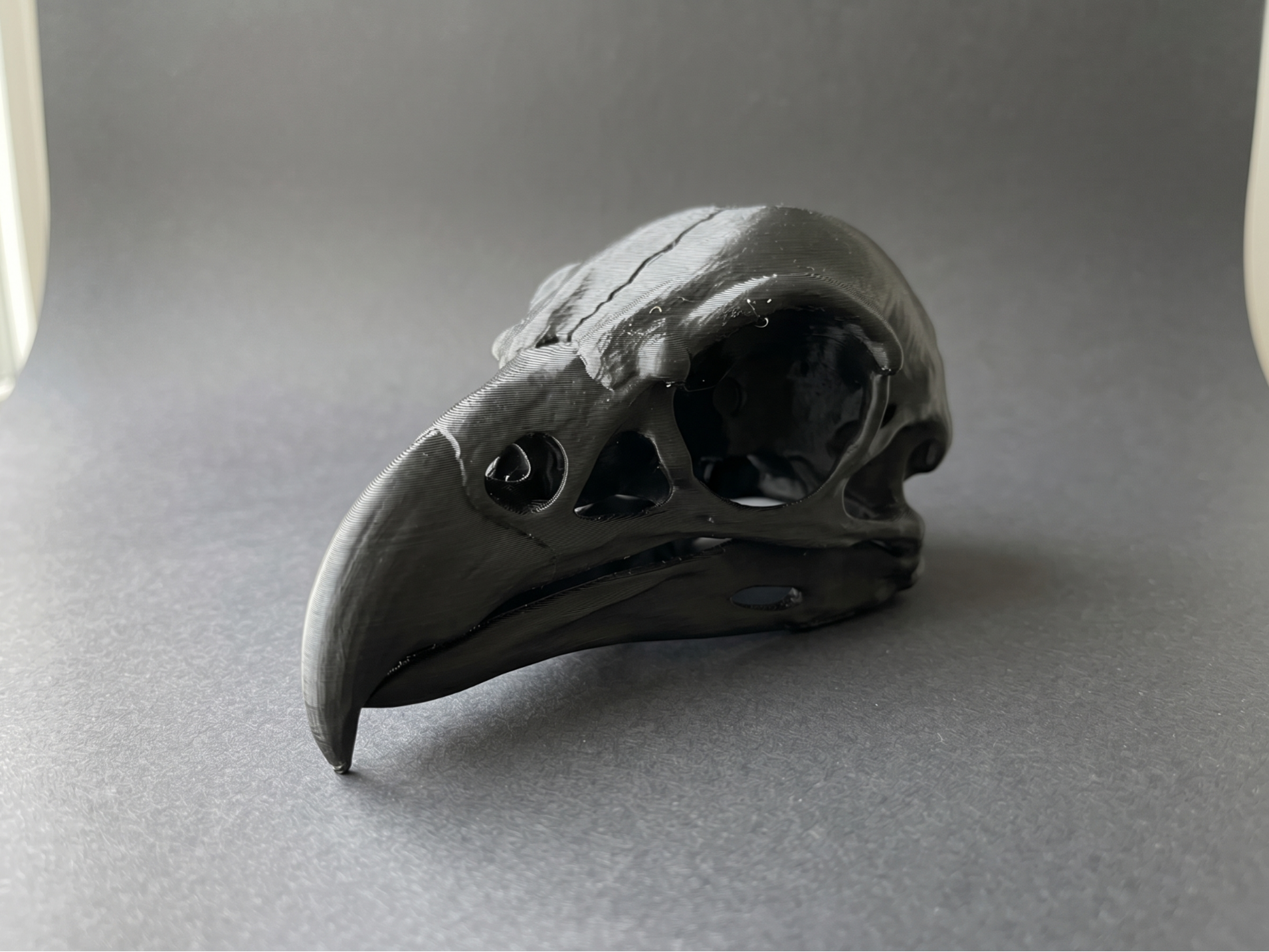 Raptor Skull - Detailed Avian Anatomy