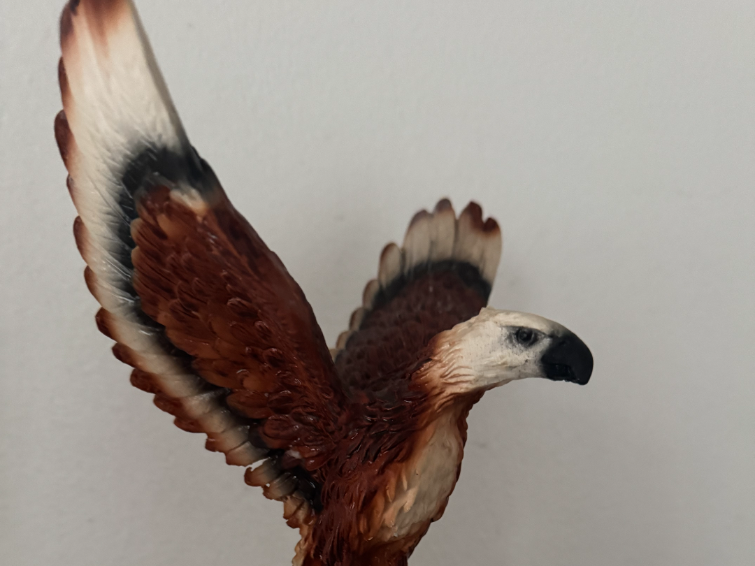 Aquila