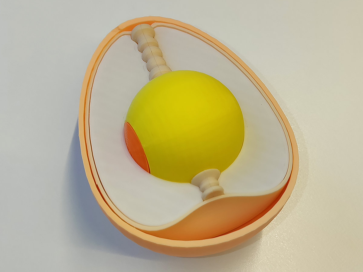 Egg structure