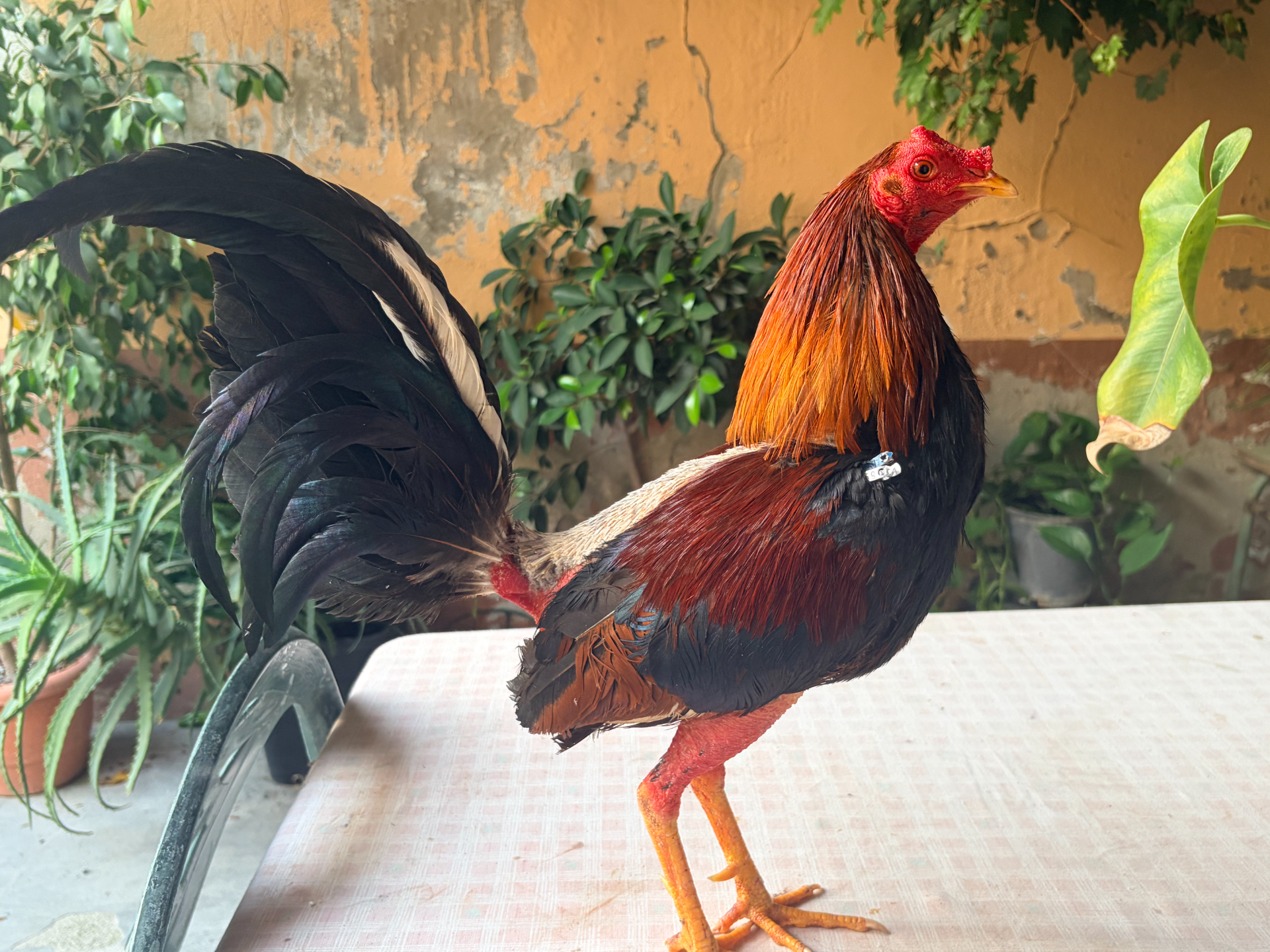 Gallo andaluz