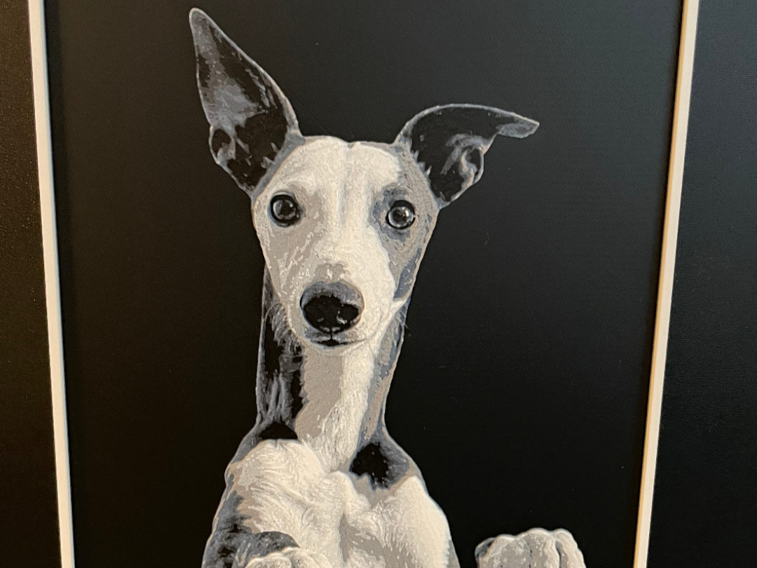Whippet-Enzo-3