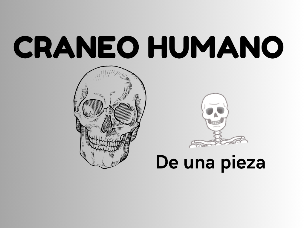Craneo humano(figura)