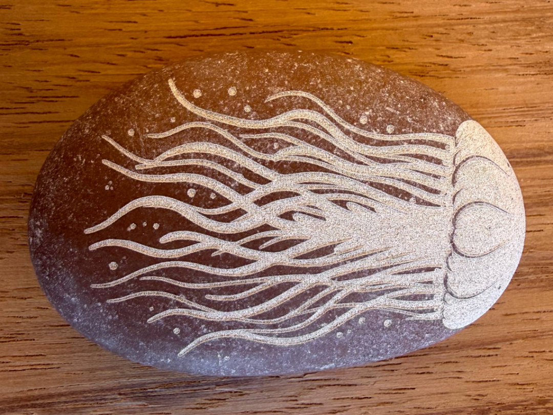 jellyfish