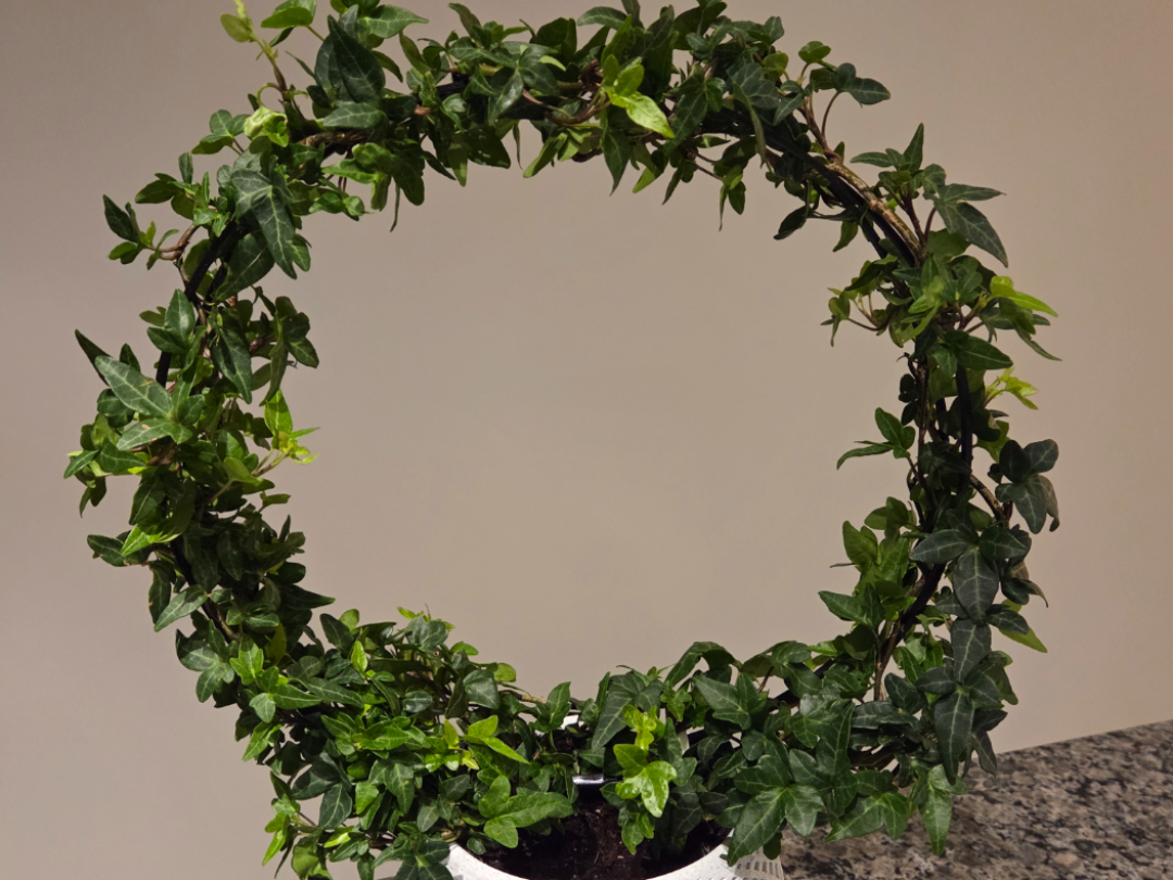 Extra large circular plant trellis for vine