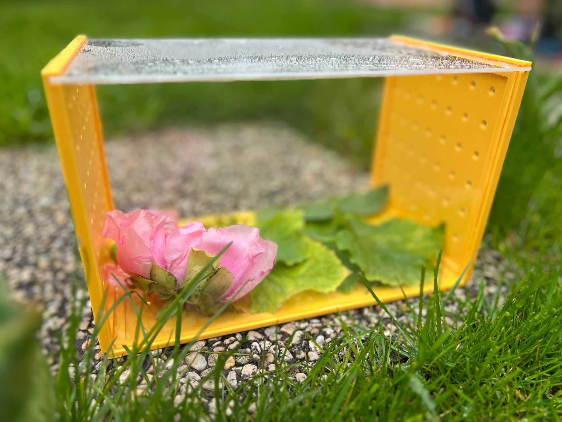 Terrarium kit for Kids. Insectes, Snails etc.