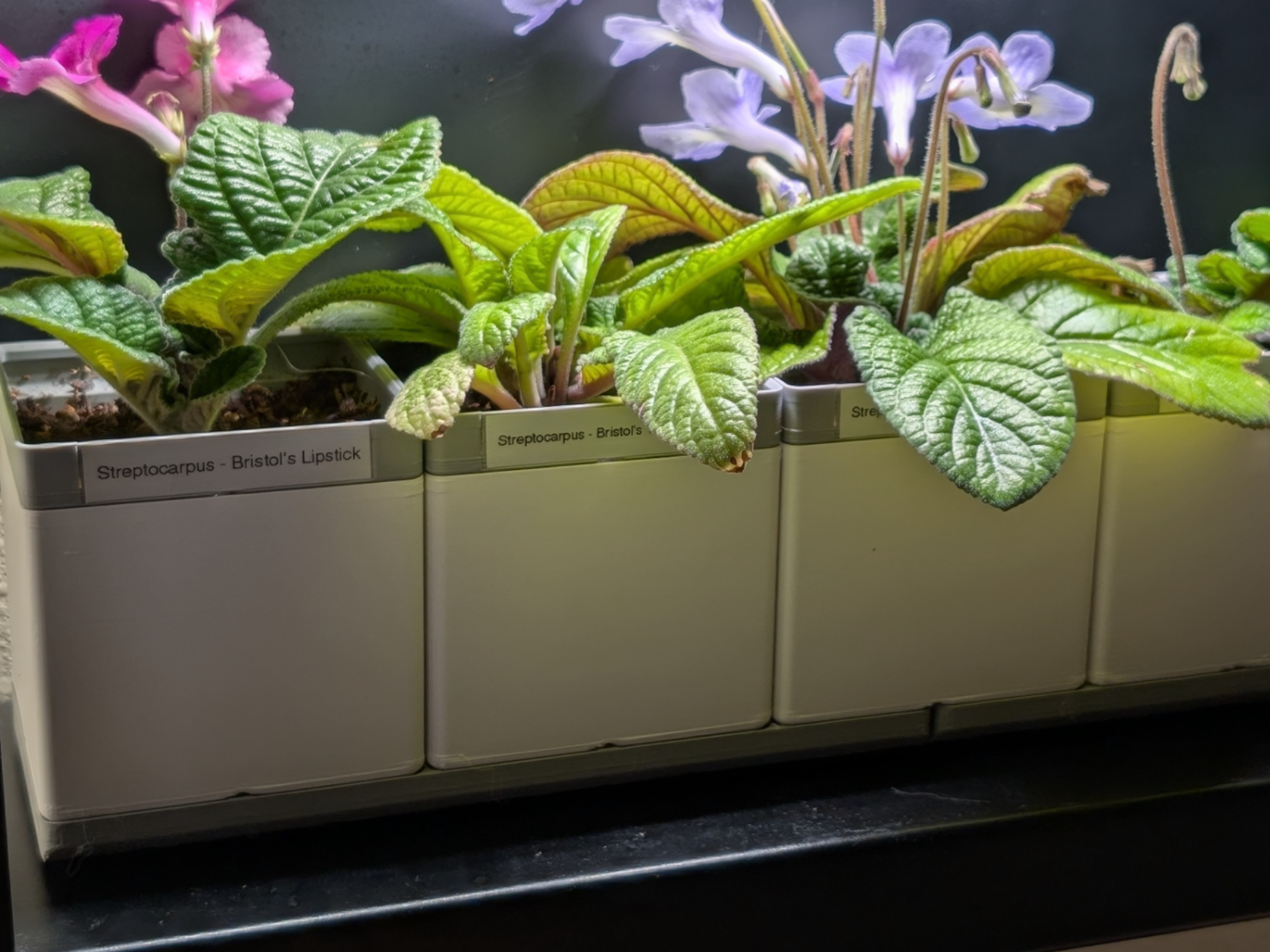 2x2 Gridfinity Cachepot Planter