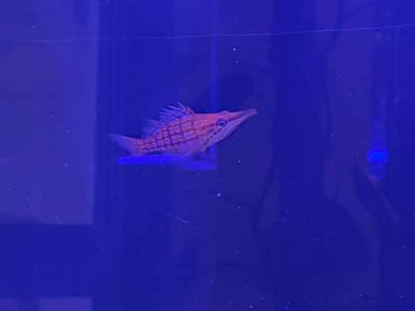 RedSea Reefer Weir hanger Longnose Hawkfish &Frags
