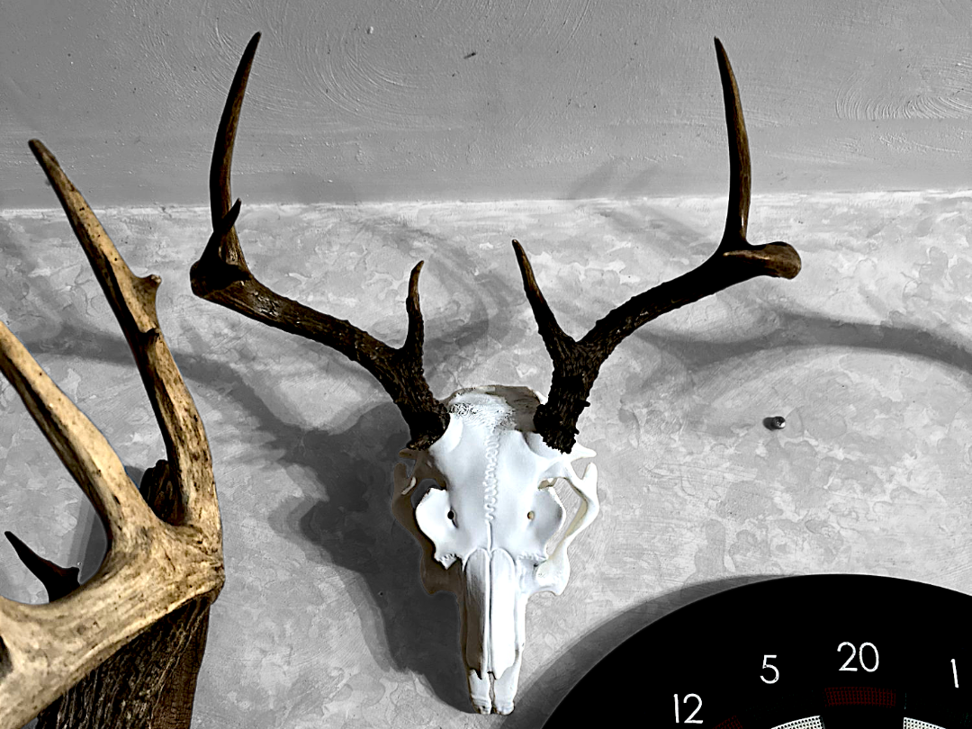 Jackalope Skull - Real and 3dPrinted Antler Mount