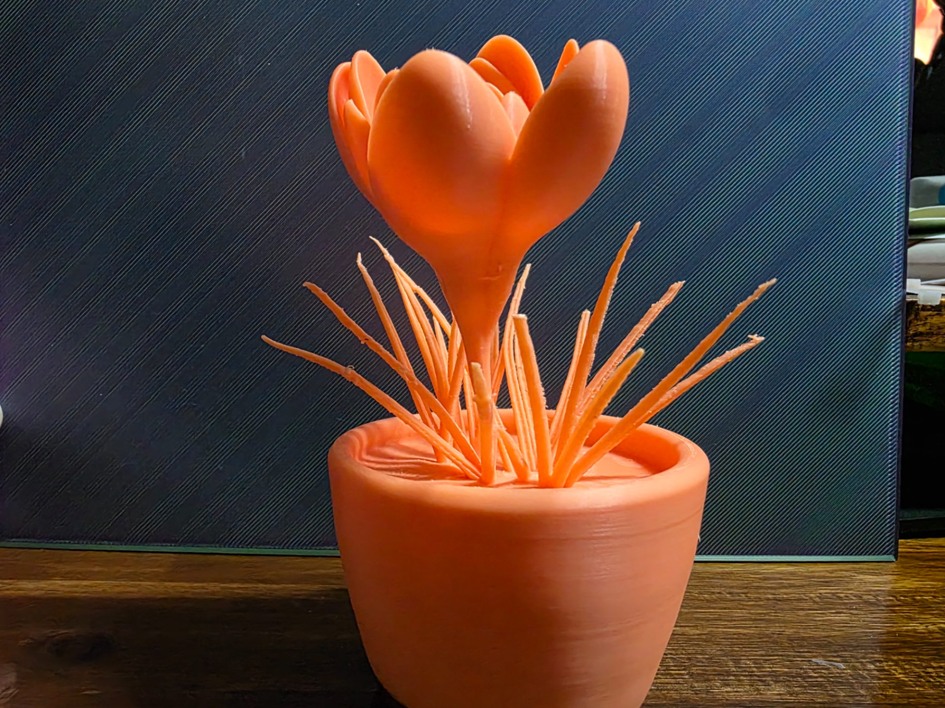 crocus in a pot
