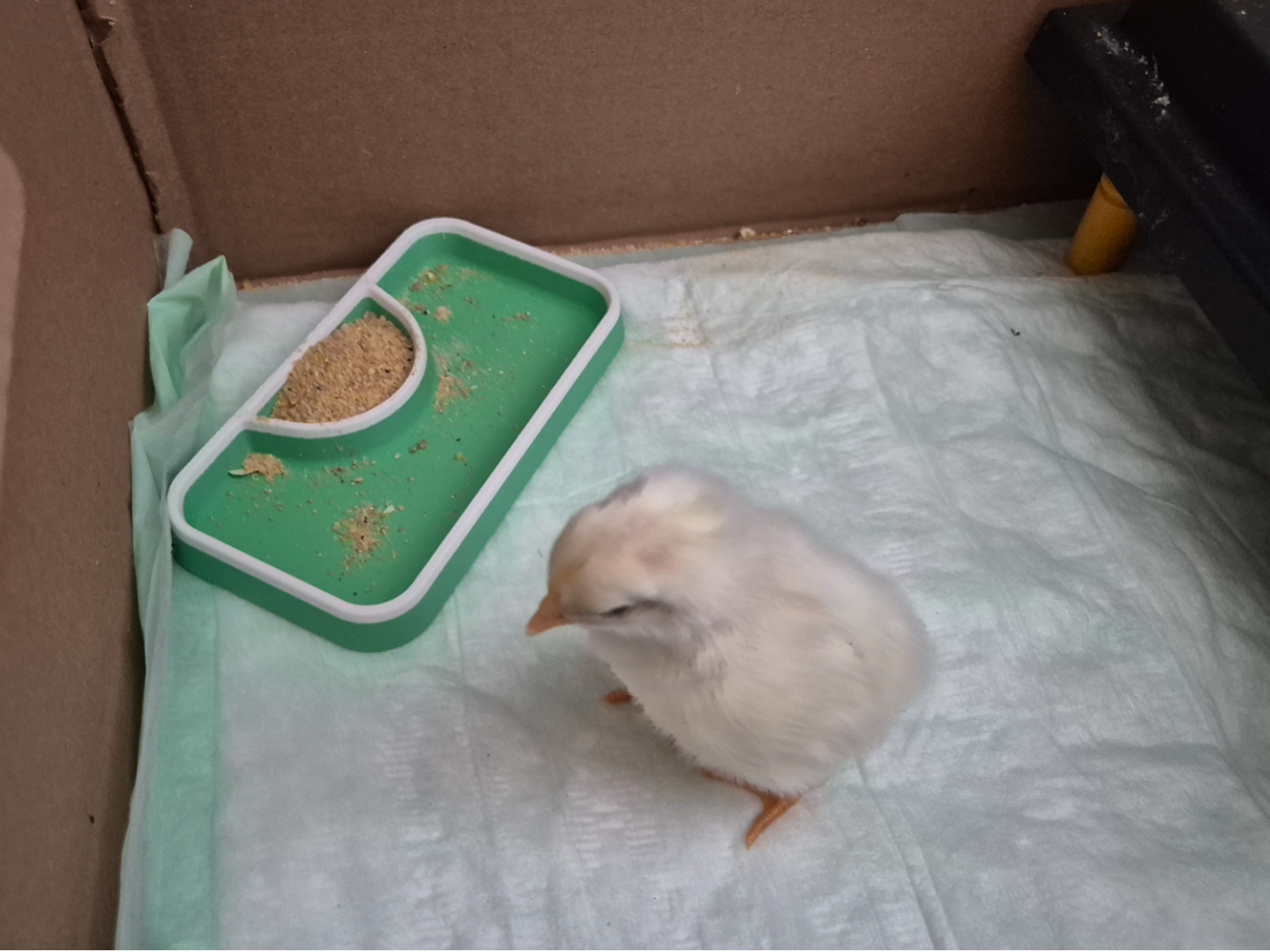 Kücken Futterschale / Low-Profile Chick Feeder