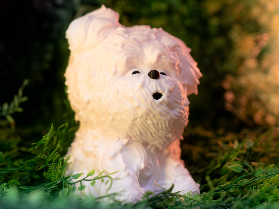 Wind Blown Dog Cake Meme