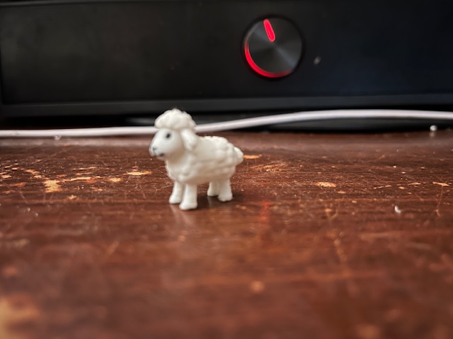 sheep