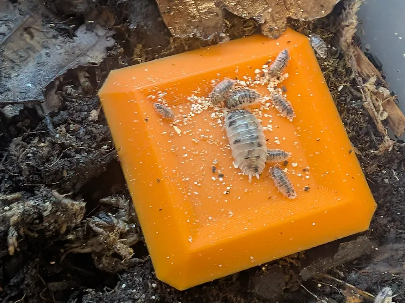 Isopod Feeding Dish