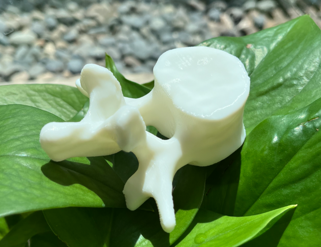 Lumbar vertebra L3 medical 3D reconstruction model