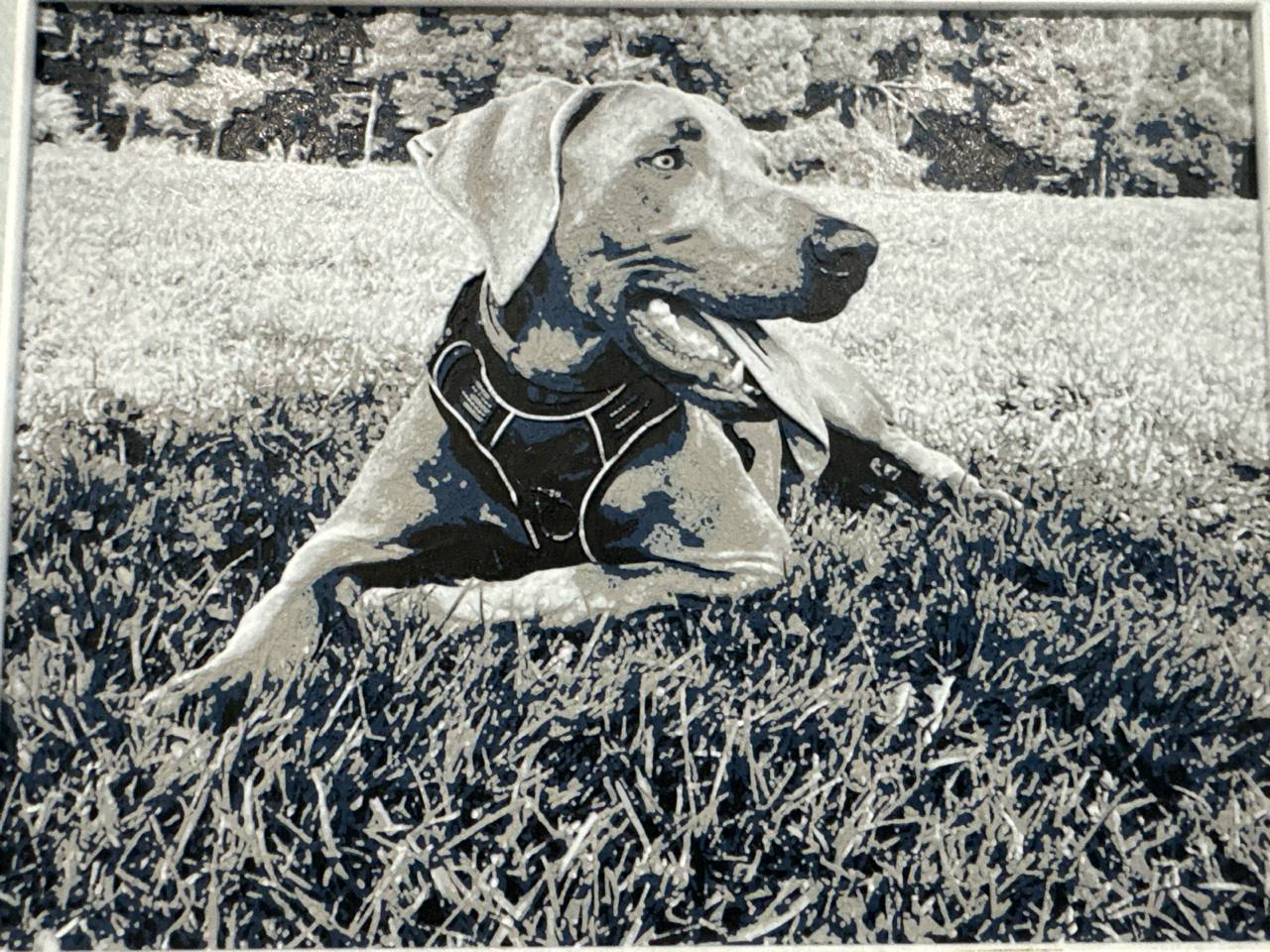 Weimaraner HueForge