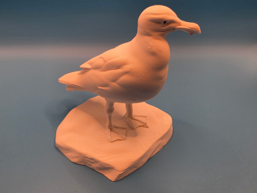 Möwe auf Stein - Tiere aus aller Welt