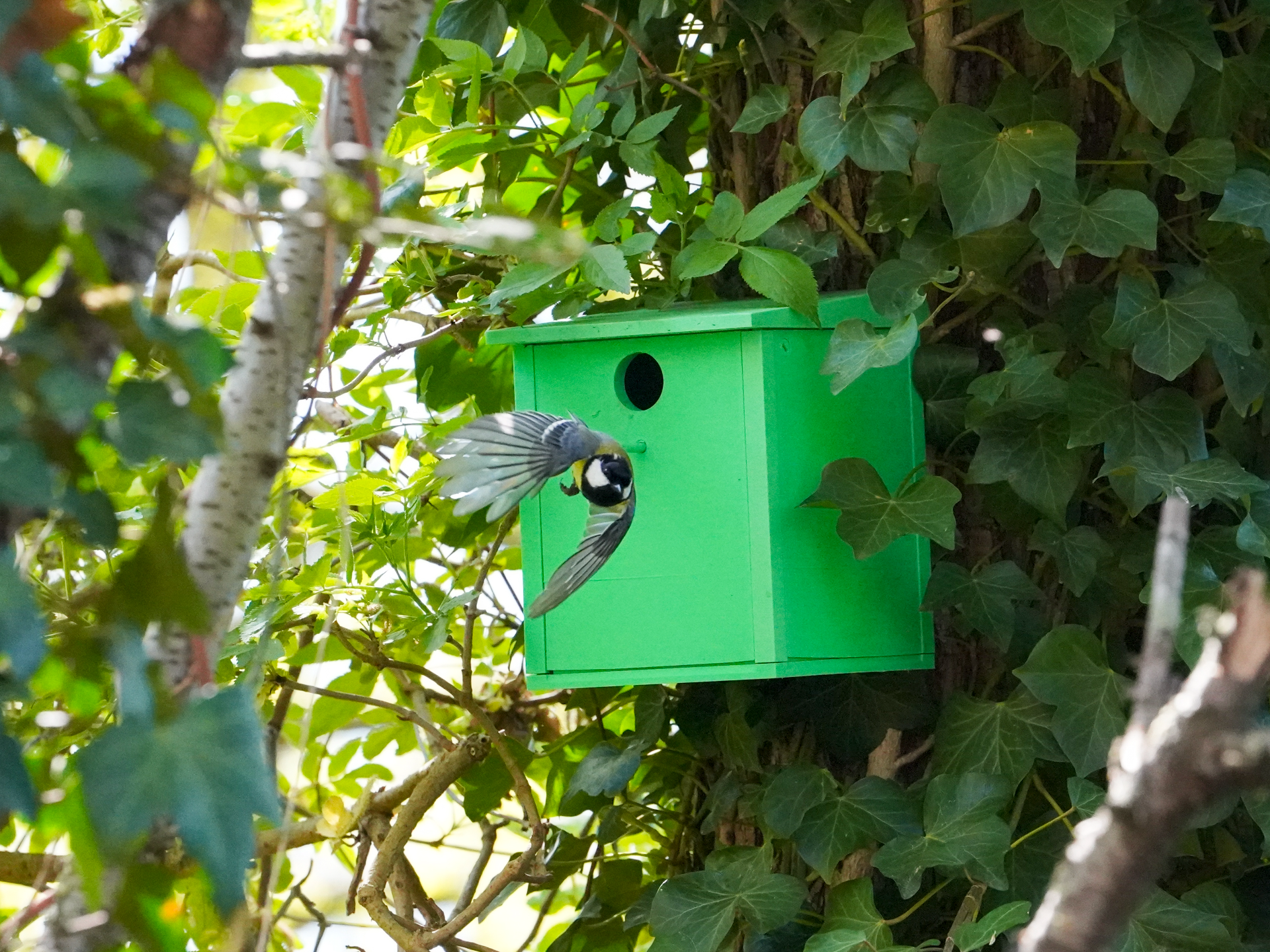 Vogelhaus / Nistkasten als Bausatz