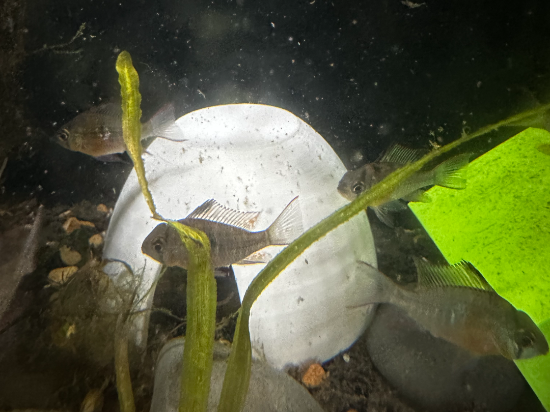 Aquarium / Reptile Coconut Cave