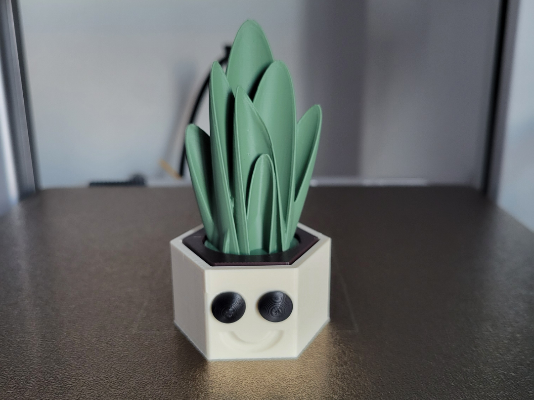Dorothy The Dracaena (no AMS)