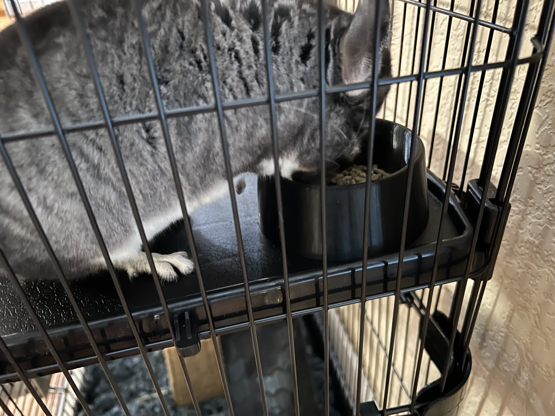 Small Animal Food Bowl