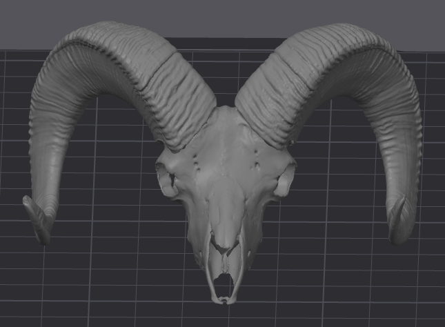 California Bighorn Sheep Skull