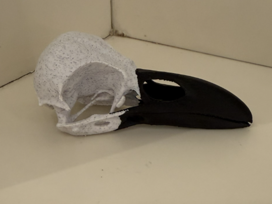 Raven Skull