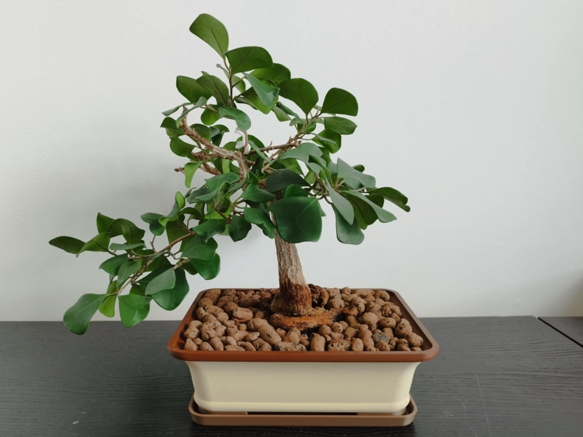 Clasic bonsai pot